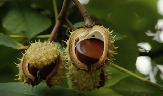 die Verwendung von Kastanien zur Behandlung von Prostatitis