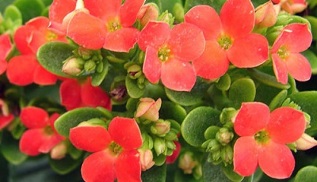 Kalanchoe zur Behandlung der chronischen Prostatitis.
