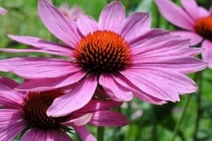 Echinacea-Saft zur Behandlung von Prostatitis